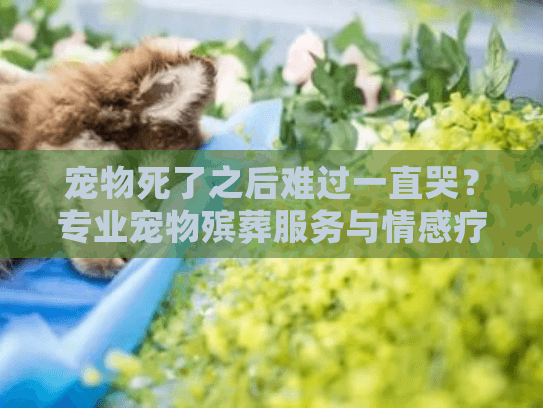 宠物死了之后难过一直哭？专业宠物殡葬服务与情感疗愈完全指南