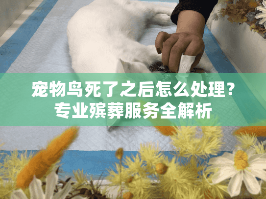 宠物鸟死了之后怎么处理？专业殡葬服务全解析