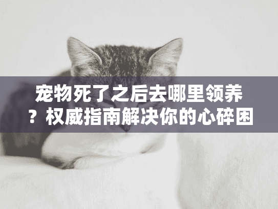宠物死了之后去哪里领养？权威指南解决你的心碎困惑