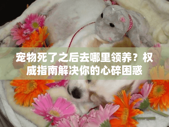 宠物死了之后去哪里领养？权威指南解决你的心碎困惑