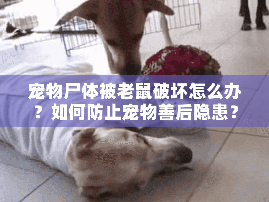 宠物尸体被老鼠破坏怎么办？如何防止宠物善后隐患？
