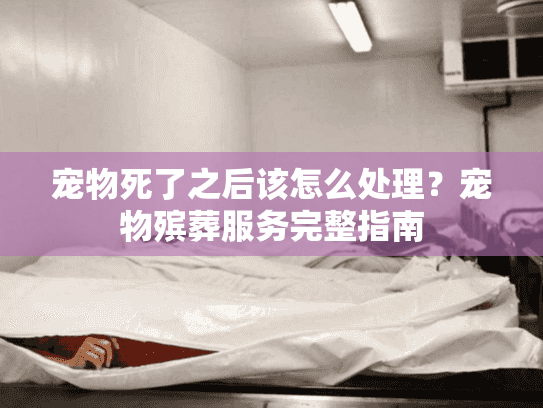 宠物死了之后该怎么处理？宠物殡葬服务完整指南