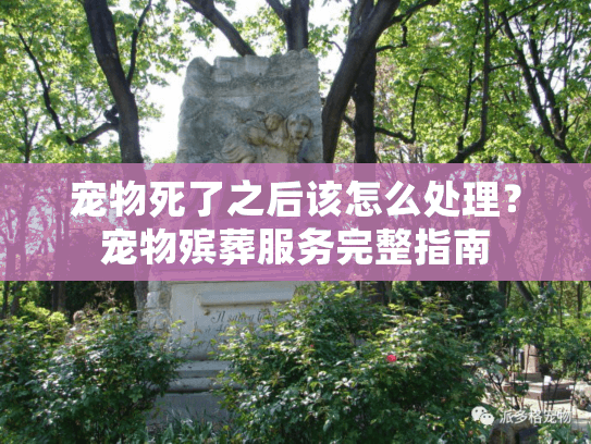 宠物死了之后该怎么处理？宠物殡葬服务完整指南