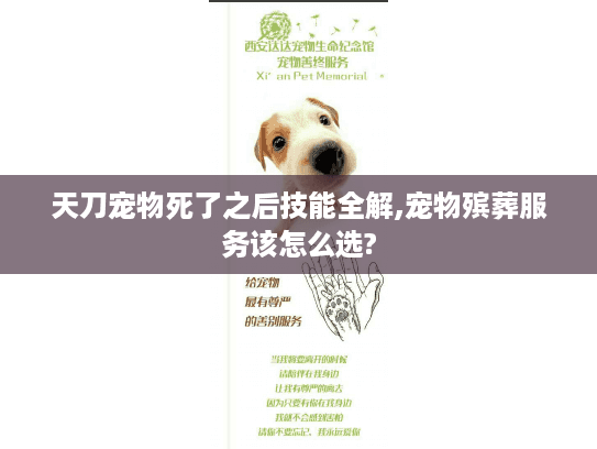 天刀宠物死了之后技能全解,宠物殡葬服务该怎么选?
