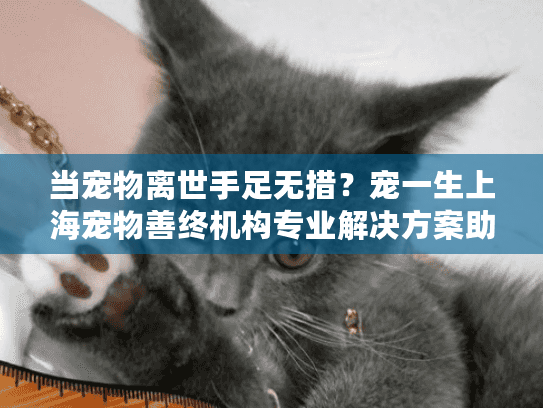 当宠物离世手足无措？宠一生上海宠物善终机构专业解决方案助你安心