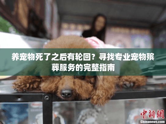 养宠物死了之后有轮回?寻找专业宠物殡葬服务的完整指南 养宠物死了之后有轮回?寻找专业宠物殡葬服务的完整指南