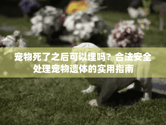 宠物死了之后可以埋吗？合法安全处理宠物遗体的实用指南