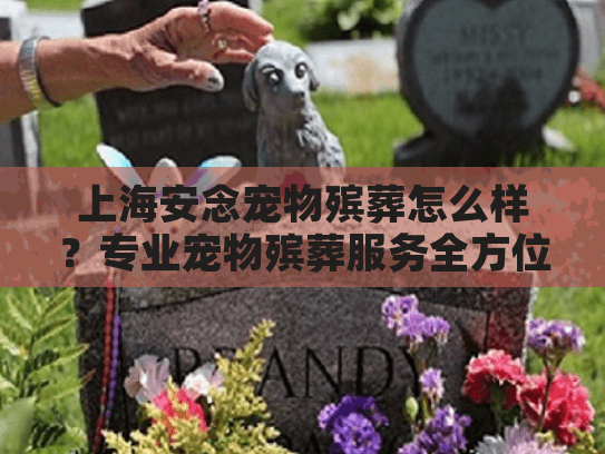 上海安念宠物殡葬怎么样？专业宠物殡葬服务全方位评价