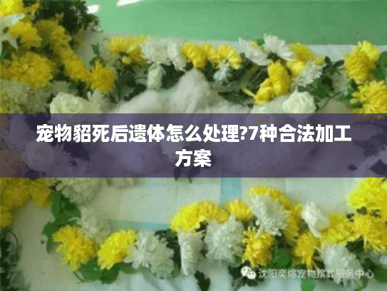 宠物貂死后遗体怎么处理?7种合法加工方案