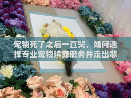 宠物死了之后一直哭，如何选择专业宠物殡葬服务并走出悲伤？