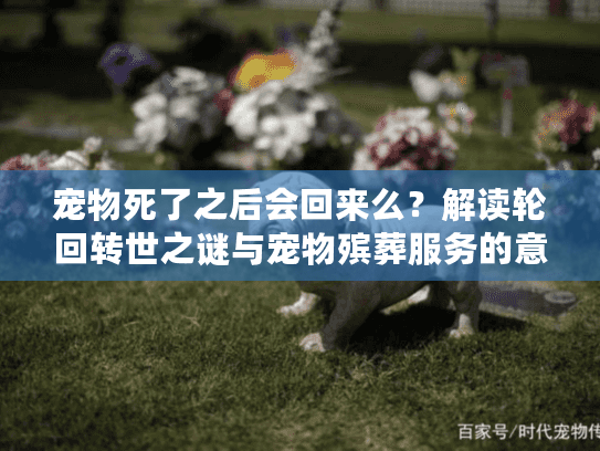 宠物死了之后会回来么？解读轮回转世之谜与宠物殡葬服务的意义