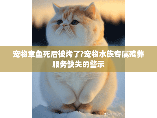宠物章鱼死后被烤了?宠物水族专属殡葬服务缺失的警示