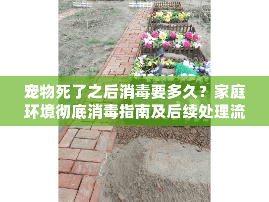 宠物死了之后消毒要多久？家庭环境彻底消毒指南及后续处理流程
