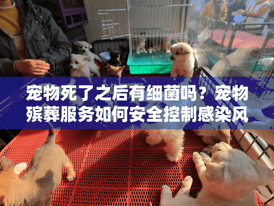 宠物死了之后有细菌吗？宠物殡葬服务如何安全控制感染风险