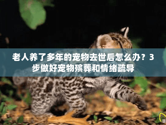 老人养了多年的宠物去世后怎么办？3步做好宠物殡葬和情绪疏导