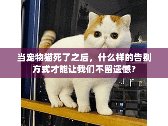 当宠物猫死了之后，什么样的告别方式才能让我们不留遗憾？