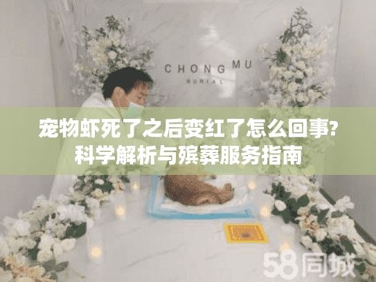 宠物虾死了之后变红了怎么回事?科学解析与殡葬服务指南