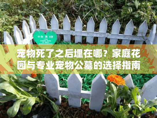 宠物死了之后埋在哪？家庭花园与专业宠物公墓的选择指南