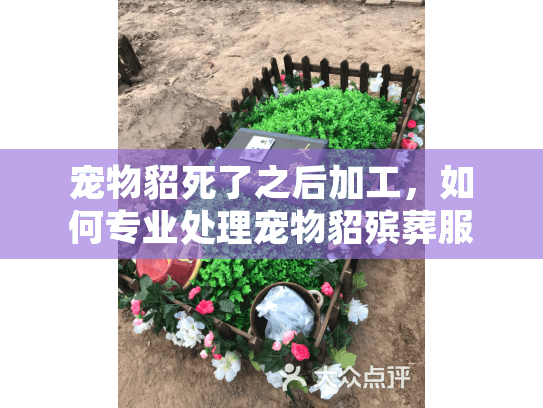 宠物貂死了之后加工，如何专业处理宠物貂殡葬服务难题