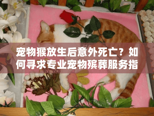 宠物猴放生后意外死亡？如何寻求专业宠物殡葬服务指南