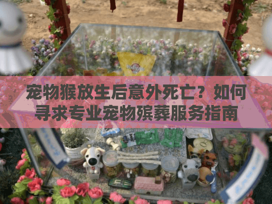 宠物猴放生后意外死亡？如何寻求专业宠物殡葬服务指南