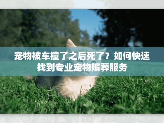 宠物被车撞了之后死了？如何快速找到专业宠物殡葬服务