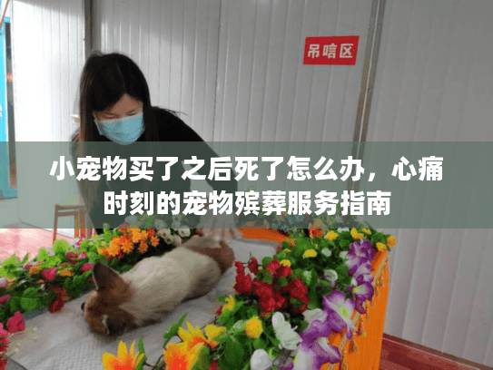 小宠物买了之后死了怎么办，心痛时刻的宠物殡葬服务指南