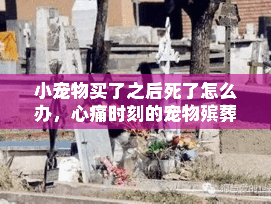小宠物买了之后死了怎么办，心痛时刻的宠物殡葬服务指南