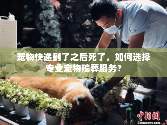 宠物快递到了之后死了，如何选择专业宠物殡葬服务？