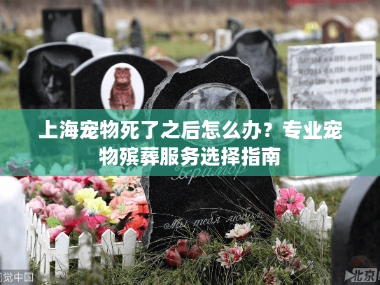 上海宠物死了之后怎么办？专业宠物殡葬服务选择指南