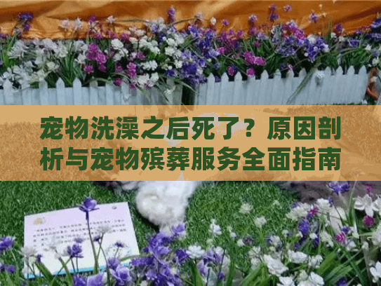 宠物洗澡之后死了？原因剖析与宠物殡葬服务全面指南