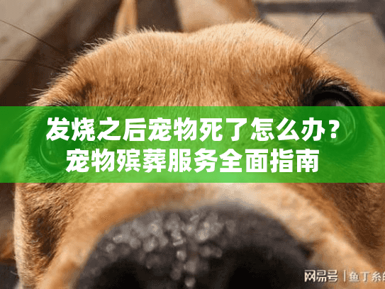 发烧之后宠物死了怎么办？宠物殡葬服务全面指南