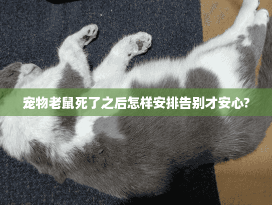 宠物老鼠死了之后怎样安排告别才安心?