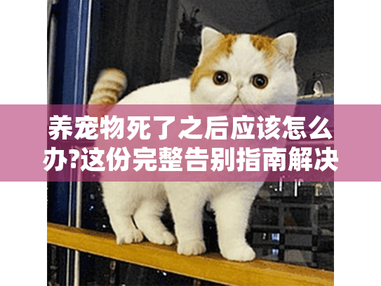 养宠物死了之后应该怎么办?这份完整告别指南解决你的所有困惑