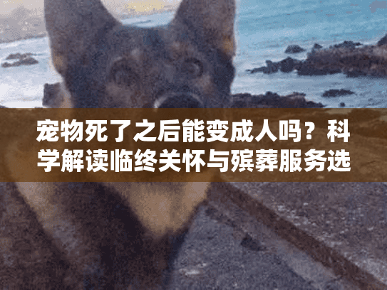 宠物死了之后能变成人吗？科学解读临终关怀与殡葬服务选择