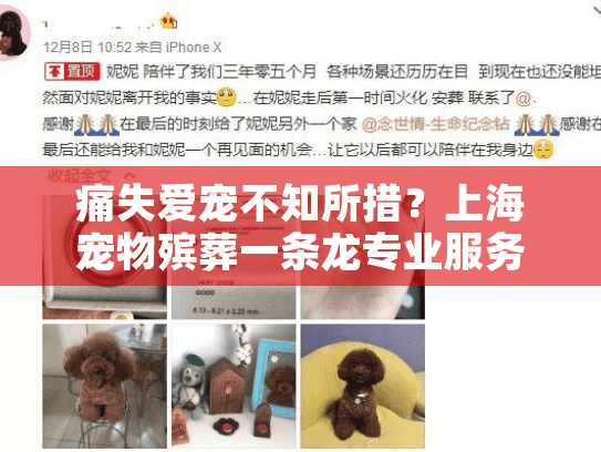 痛失爱宠不知所措？上海宠物殡葬一条龙专业服务全解忧