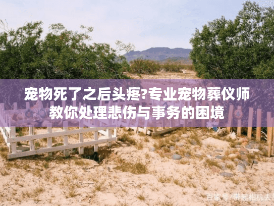 宠物死了之后头疼?专业宠物葬仪师教你处理悲伤与事务的困境