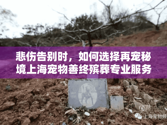 悲伤告别时，如何选择再宠秘境上海宠物善终殡葬专业服务？