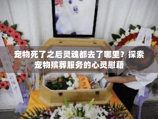 宠物死了之后灵魂都去了哪里？探索宠物殡葬服务的心灵慰藉