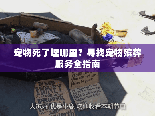 宠物死了埋哪里？寻找宠物殡葬服务全指南