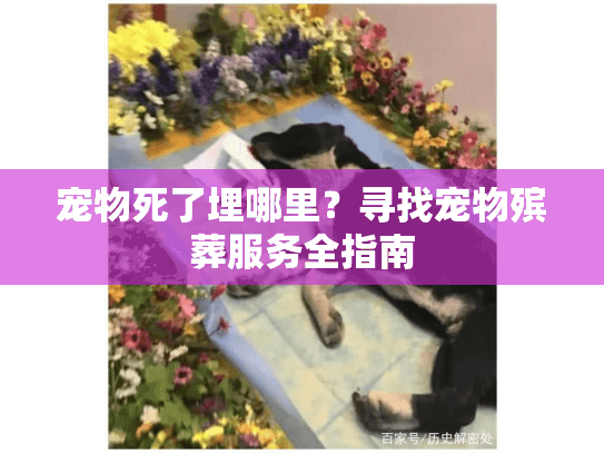 宠物死了埋哪里？寻找宠物殡葬服务全指南
