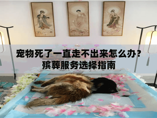 宠物死了一直走不出来怎么办？殡葬服务选择指南
