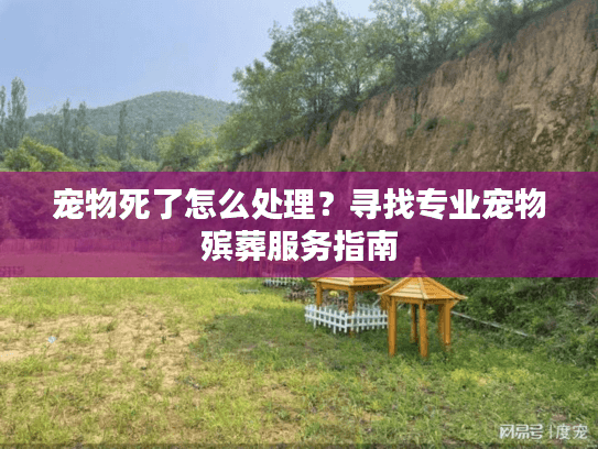 宠物死了怎么处理？寻找专业宠物殡葬服务指南