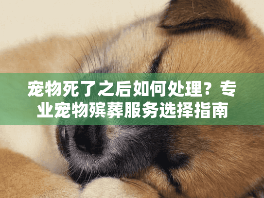 宠物死了之后如何处理？专业宠物殡葬服务选择指南