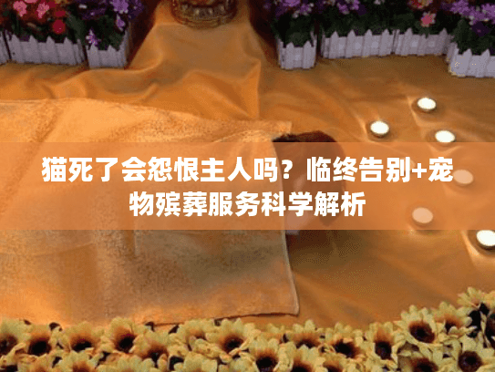 猫死了会怨恨主人吗？临终告别+宠物殡葬服务科学解析