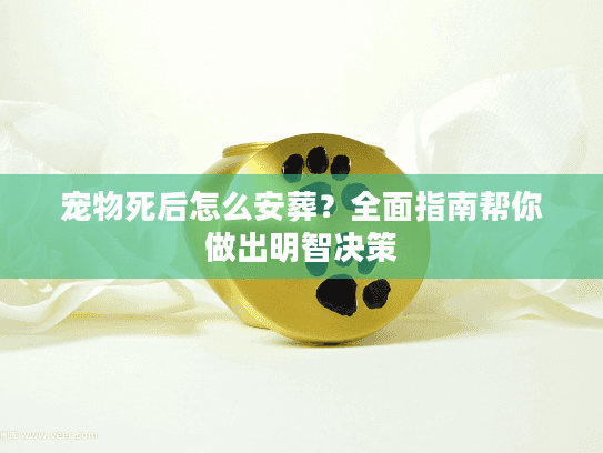 宠物死后怎么安葬？全面指南帮你做出明智决策