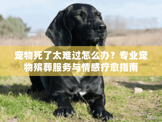 宠物死了太难过怎么办？专业宠物殡葬服务与情感疗愈指南