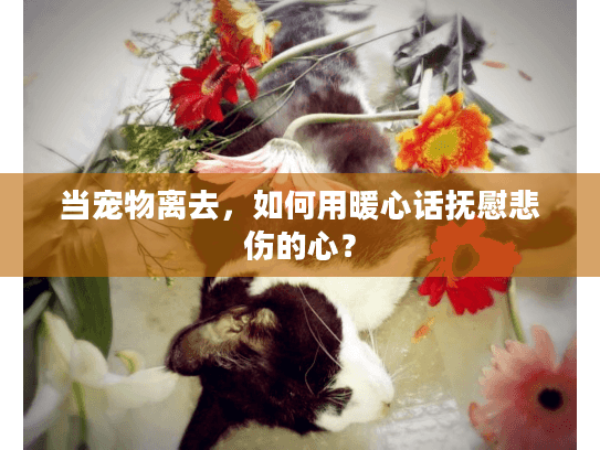 当宠物离去，如何用暖心话抚慰悲伤的心？