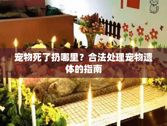 宠物死了扔哪里？合法处理宠物遗体的指南
