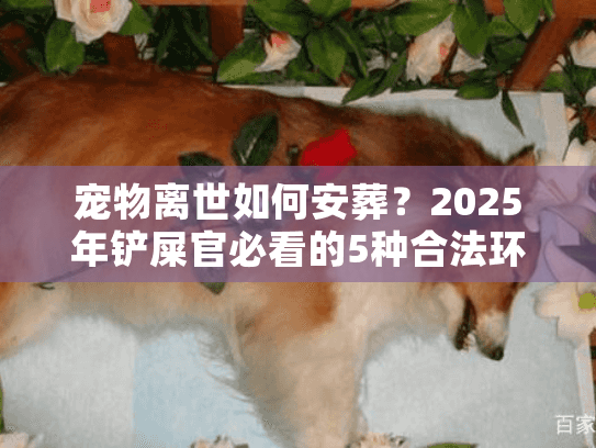 宠物离世如何安葬？2025年铲屎官必看的5种合法环保方式